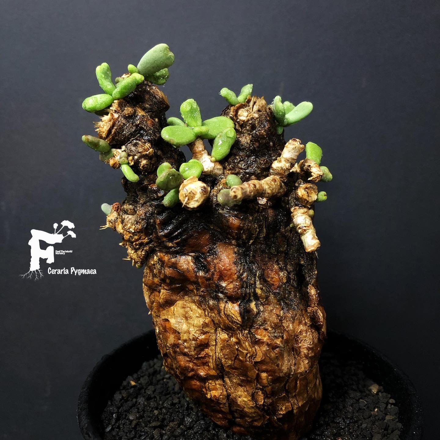 Ceraria pygmaea／ケラリア ピグマエア#2